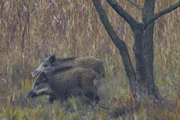 In addition to a striking pink nose, the wild boar hind (Sus scrofa) also has an almost white pallor, Germany