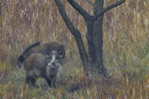 The coat colour of the wild boar (Sus scrofa) is usually dark brown to blackish, but other morphs also occur in a small percentage of cases, this boar has a striking pink nose, also known as a disc, Germany