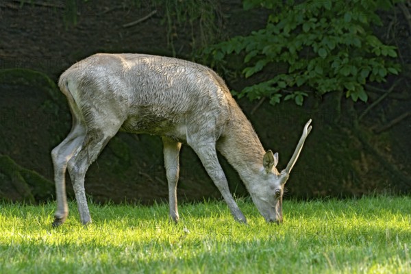 Juvenile red deer (Cervus elaphus), eating grass, grazing, after mud bath, wallow, in a meadow of a forest clearing at the edge of the forest, evening light, Vogelsberg, Wildpark Büdingen, Wetterau, Hesse, Germany