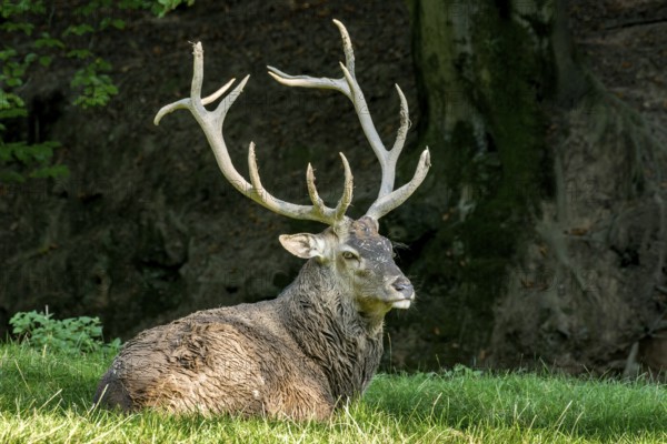 Capital adult red deer (Cervus elaphus) with large antlers, top dog resting after a mud bath, wallow, in a meadow of a forest clearing at the edge of the forest, evening light, Vogelsberg, Wildpark Büdingen, Wetterau, Hesse, Germany
