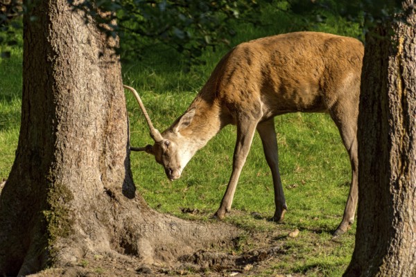 Juvenile red deer (Cervus elaphus) rubbing its horns, antlers on a tree at the edge of the forest, evening light, Vogelsberg, Büdingen Wildlife Park, Wetterau, Hesse, Germany