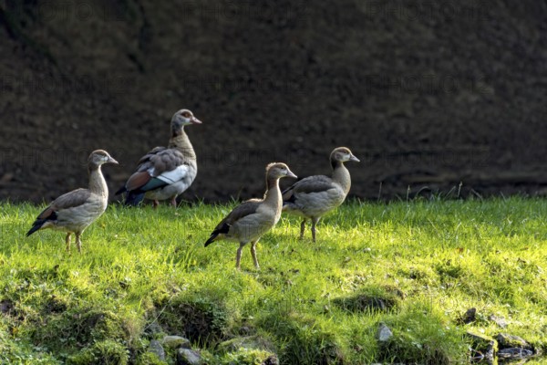 Greylag geese (Anser anser) on a pond bank at the edge of a forest, evening light, Vogelsberg, Büdingen Wildlife Park, Wetterau, Hesse, Germany