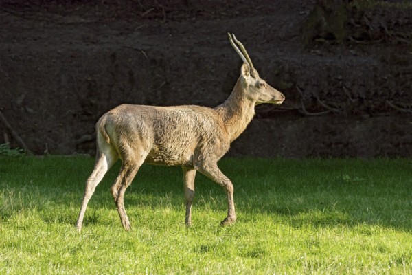Juvenile red deer (Cervus elaphus), running after mud bath, wallow, in a meadow of a forest clearing at the edge of the forest, evening light, Vogelsberg, Wildpark Büdingen, Wetterau, Hesse, Germany