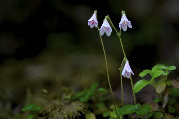 Pink-coloured moss bell (Linnea borealis L.) with green foliage in natural surroundings, standing out against green leaves in the shade of the forest, Hossa National Park, Juuma, Rukatunturi, North Ostrobothnia Region, Finland