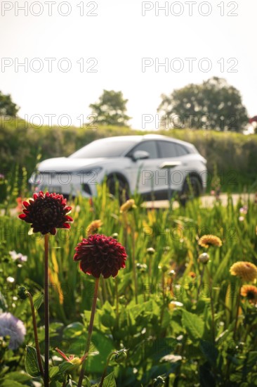 Car in background surrounded by blooming flowers in a meadow, relaxed summer day atmosphere, VW ID4 electric car, deer car sharing, Calw, Germany