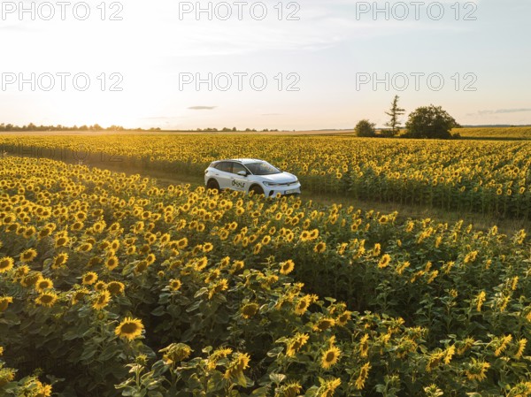Vehicle driving through a lush sunflower field under the soft evening light, VW ID4 electric car, deer car sharing, Calw, Germany