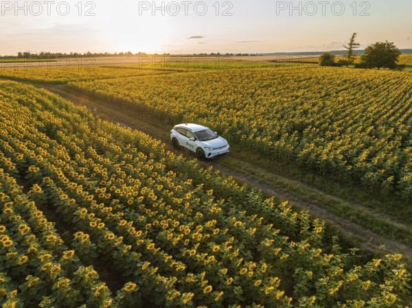 Car driving through a wide sunflower field at golden sunset, VW ID4 electric car, Deer Carsharing, Calw, Germany