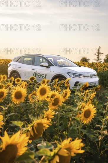 White car surrounded by sunflowers at sunset, VW ID4 electric car, Deer Carsharing, Calw, Germany