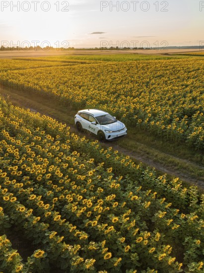 Car driving through a sunflower field at sunset, VW ID4 electric car, Deer Carsharing, Calw, Germany