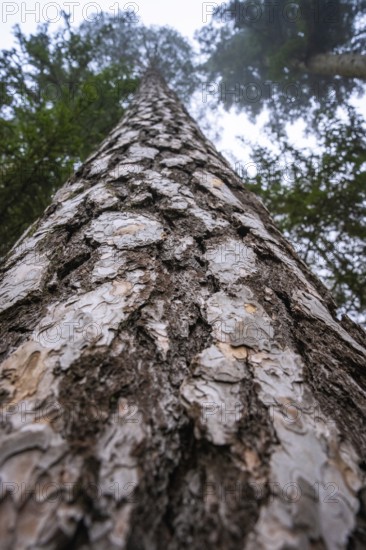 A tall tree, photographed from a frog's eye view, Unterhaugstett, Calw district, Germany