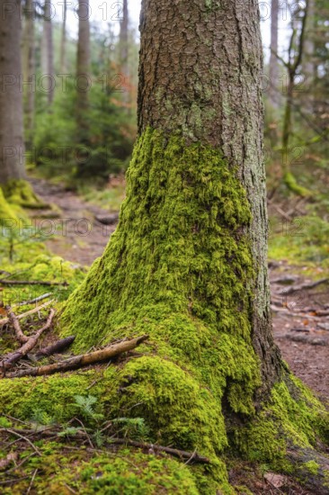 A tree trunk, densely covered with green moss in a forest, Unterhaugstett, Calw district, Germany