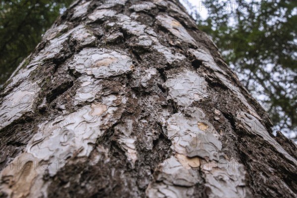 Close-up of rough and textured tree bark, Unterhaugstett, Calw district, Germany