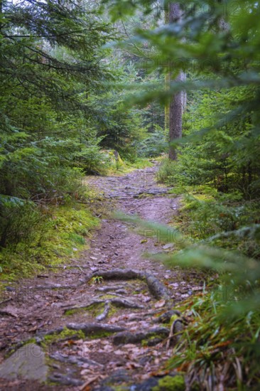 A shady path leads through a lush green forest, Unterhaugstett, Calw district, Germany