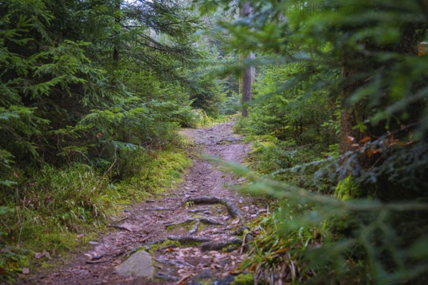 A narrow tree-lined path in a densely overgrown forest, Unterhaugstett, Calw district, Germany
