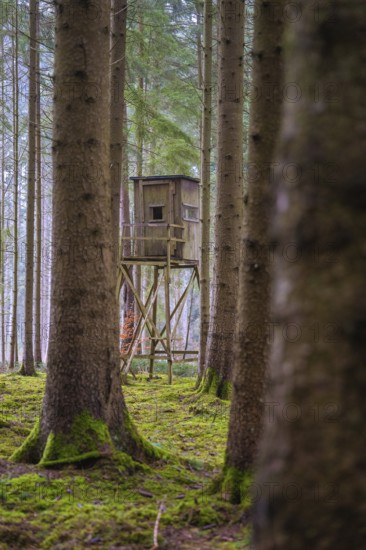 A raised seat stands in the middle of a quiet, moss-covered forest, Unterhaugstett, Calw district, Germany
