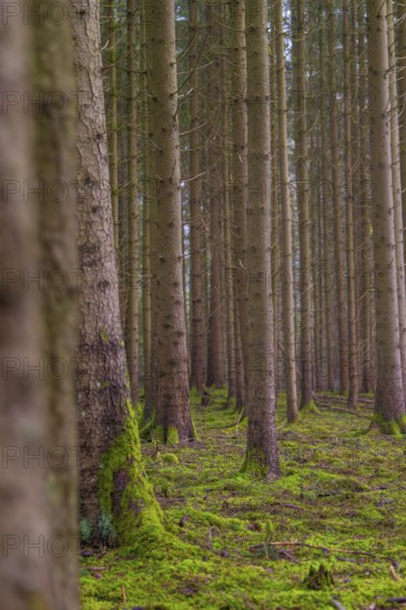 Symmetrically arranged trees in a green forest with moss, Unterhaugstett, Calw district, Germany