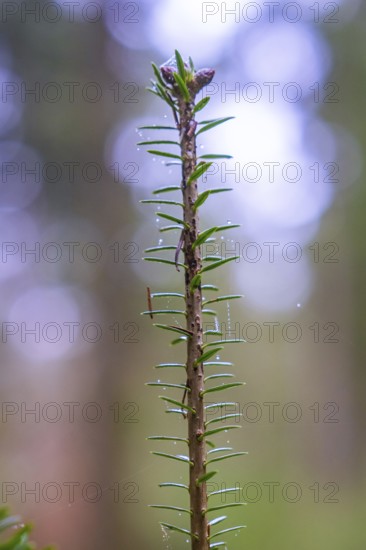 Close-up of a green branch with blurred background in the forest, Unterhaugstett, Calw district, Germany