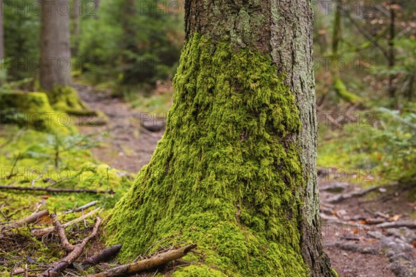 A moss-covered tree trunk in a quiet forest environment, Unterhaugstett, Calw district, Germany