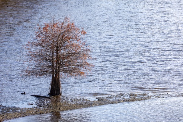 Washington, DC - A bald cypress tree (Taxodium distichum) grows in shallow waters of the Anacostia River