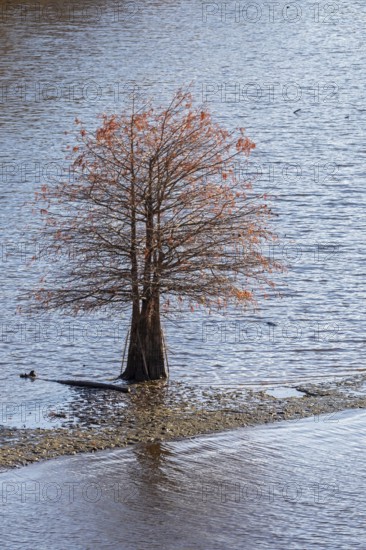 Washington, DC - A bald cypress tree (Taxodium distichum) grows in shallow waters of the Anacostia River
