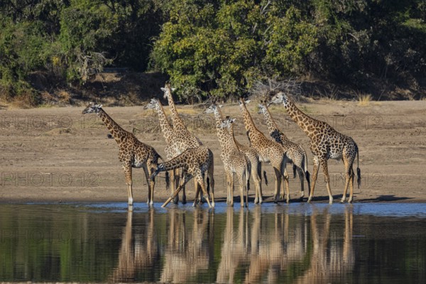 Thornicroft's Giraffe (Giraffa camelopardalis thornicrofti) Luangwa River Zambia August