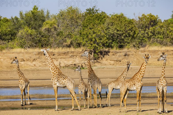 Thornicroft giraffe (Giraffa camelopardalis thornicrofti) crossing the Luangwa River Zambia August