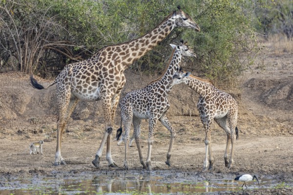 Thornicroft giraffe (Giraffa camelopardalis thornicrofti) lungwa river valley Zamia August