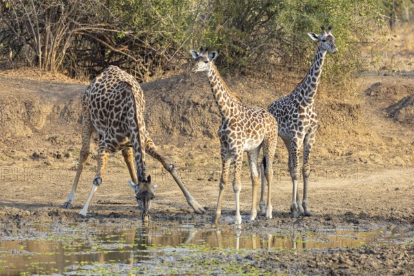 Thornicroft's Giraffe (Giraffa camelopardalis thornicrofti) lungwa River valley Zamia August