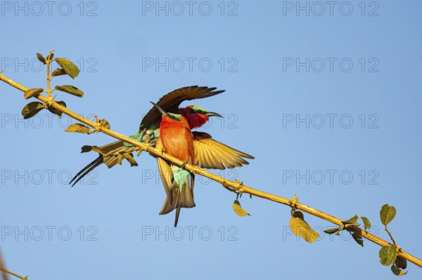 Carmine Bee-eater (Merops nubicus) South Luangwa NP Zambia August