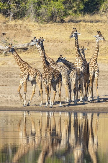 Thornicroft's Giraffe (Giraffa camelopardalis thornicrofti) Luangwa River valley Zambia August