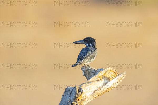 Giant kingfisher (Alcedo atthis) Zambia August
