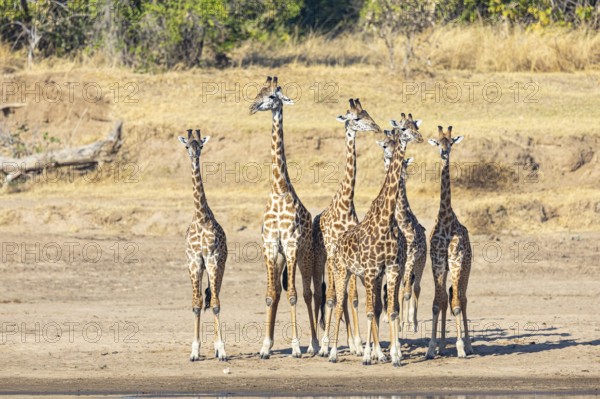 Thornicroft's Giraffe (Giraffa camelopardalis thornicrofti) Luangwa River valley Zambia August