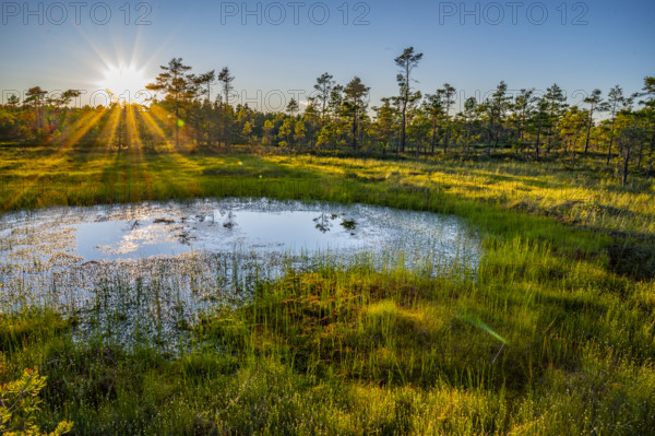 An idyllic moor with a pond in the foreground, surrounded by grass and trees, in the light of a sunset, Hällefors, Örebro, Sweden