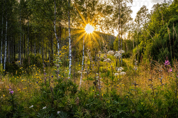A peaceful forest in summer illuminated by the warm rays of the setting sun, Östana, Värmland, Sweden