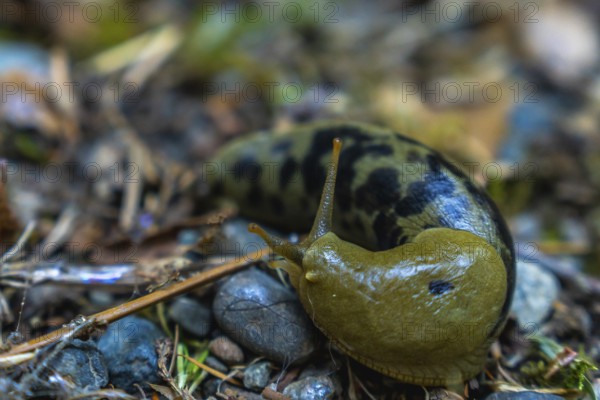Close up of a spotted banana slug navigating the damp forest floor, showcasing its vibrant yellow body and distinctive black spots in its natural habitat