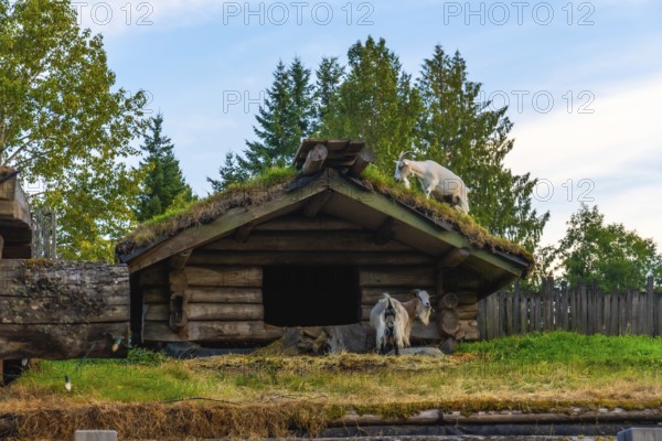 Two goats are standing near a small wooden hut with a green roof, one goat grazing on the roof and the other standing near the entrance, in qualicum beach, vancouver island, canada
