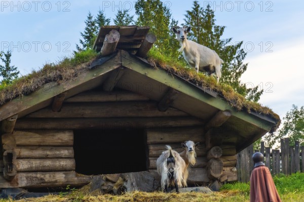 Domestic goats explore a traditional sod roofed wooden structure in qualicum beach, vancouver island, showcasing a sustainable and picturesque rural scene during summer