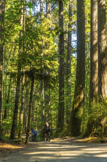 Two cyclists riding along a scenic path through the lush green forest of englishman river falls provincial park on vancouver island, basking in warm summer sunlight