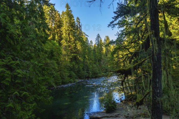 Sunlight filtering through the canopy illuminates the clear turquoise waters of englishman river, gently flowing through a vibrant green forest on vancouver island
