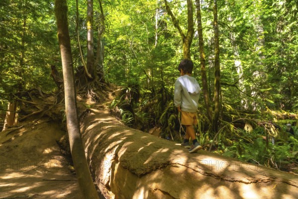 Young boy exploring the lush rainforest, walking along a giant fallen log surrounded by towering trees and dappled sunlight on vancouver island, british columbia