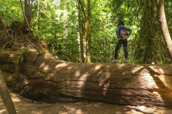 Female hiker standing on a massive fallen tree trunk. Admiring the towering trees and lush greenery of cathedral grove forest on vancouver island. British columbia. Canada. During a sunny summer day