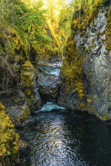 Englishman river falls cascades through a vibrant canyon, creating a picturesque scene of natural beauty on vancouver island, british columbia, canada, during a sunny summer day