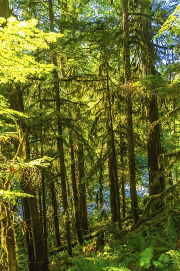 Sunlight filtering through the dense forest canopy illuminates moss covered trees and ferns along the banks of englishman river falls on vancouver island