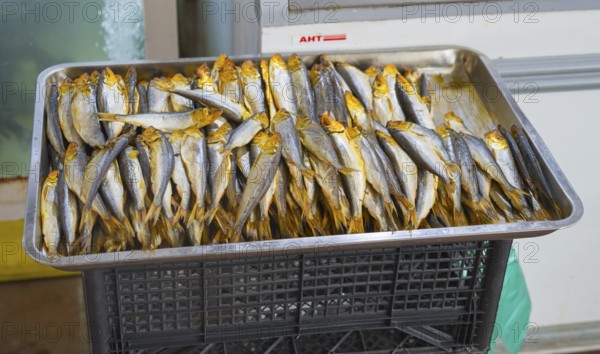 A tray full of dried fish with golden heads, Akhaltsikhe market, Akhaltsikhe, Samtskhe-Javakheti region, Samtskhe-Javakheti, Georgia