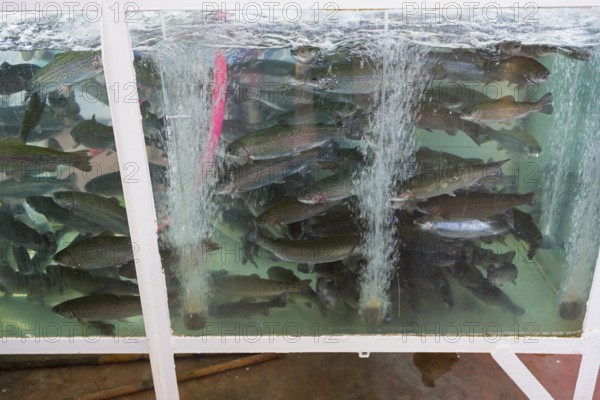 A fish-filled aquarium with sparkling water, Akhaltsikhe market, Akhaltsikhe, Samtskhe-Javakheti region, Samtskhe-Javakheti, Georgia