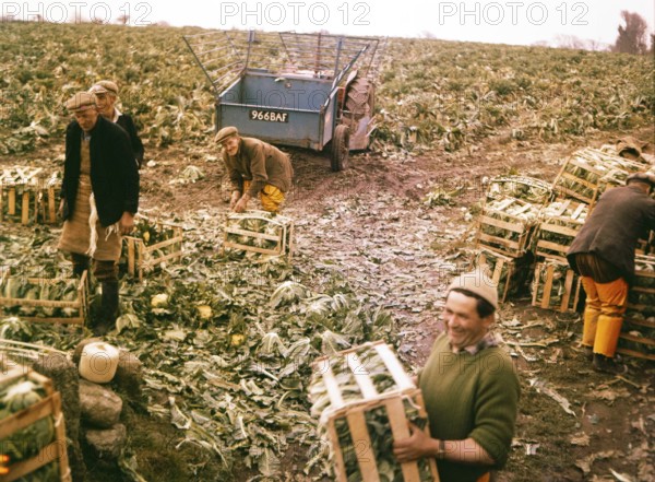 Male farm workers working in field harvesting a crop of cauliflowers, Cornwall, England, UK c 1960