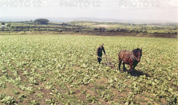 Farmer and horse working in field of vegetables, Cornwall, England, Uk c 1960