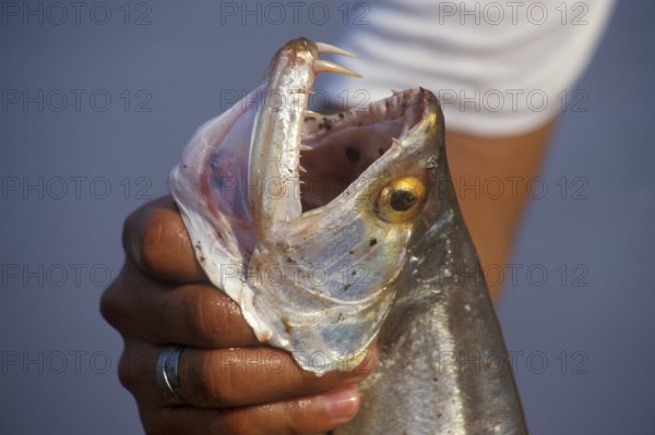 Man keeps a predatory fish caught in the Amazon, near Iquitos, Peru, South America, September 1997, vintage, retro, old, historic