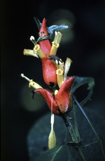 Exotic blossom in the Amazon basin, Peru, South America, September 1997, vintage, retro, old, historic