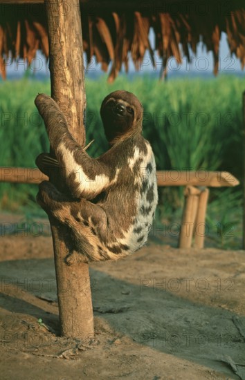 Sloth in a private zoo near Iquitos, Amazon basin, Peru, South America, September 1997, vintage, retro, old, historic